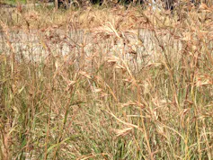 kangaroo grass