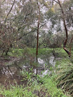 wetland, water and trees