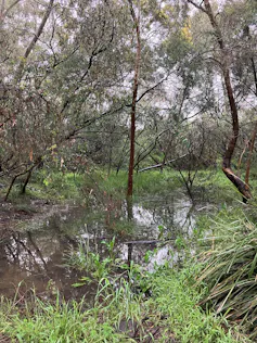 wetland, water and trees