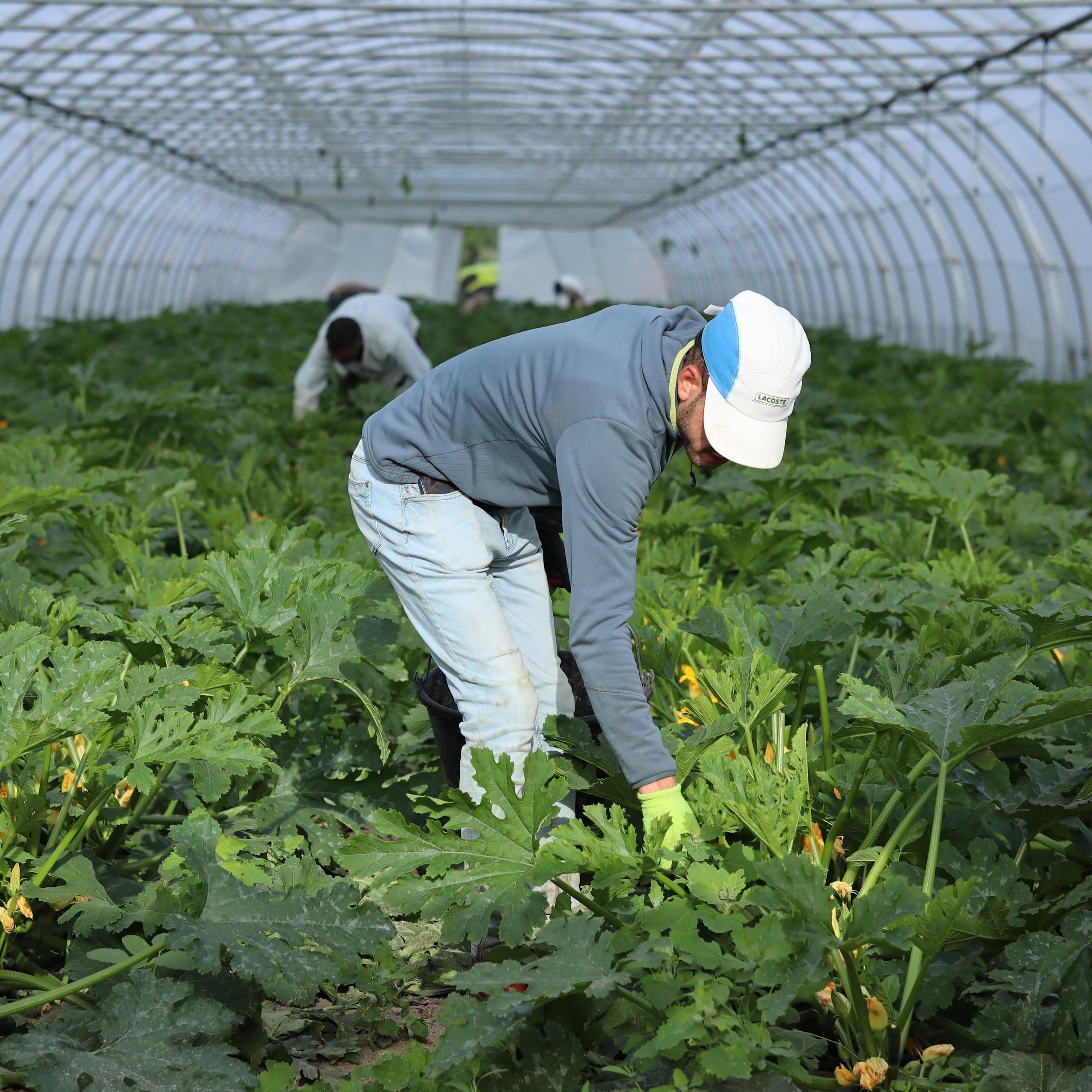 Ouvrier agricole marocain ramassant des courgettes dans une exploitation agricole (Bouches-du-Rhône, juin 2022)