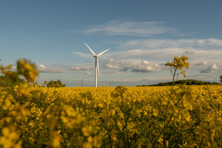 A wind turbine towers above a yellow rape seed field.