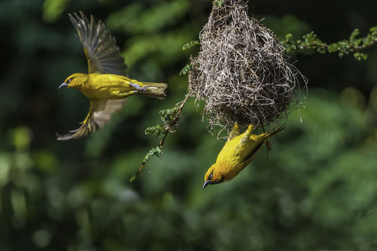 Two yellow birds and a nest built on a twig