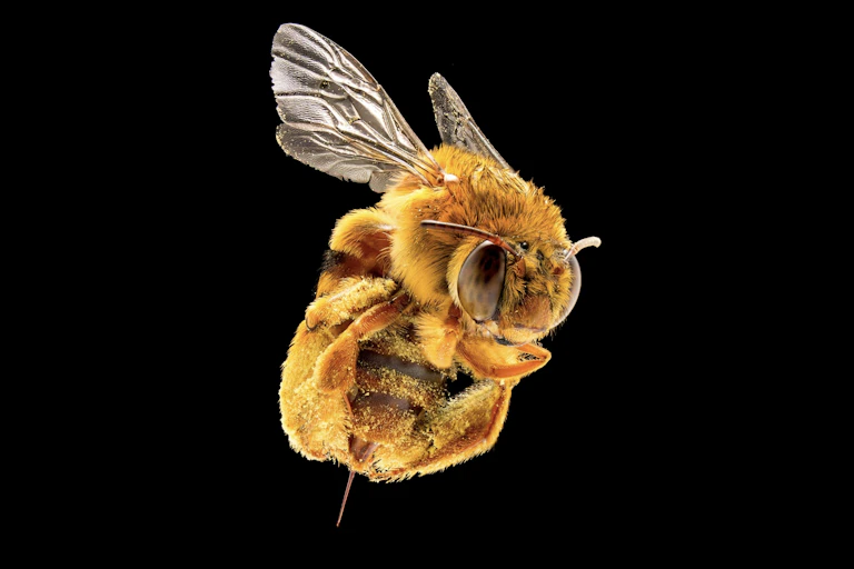 A photo of a furry-looking bee with a large stinger.