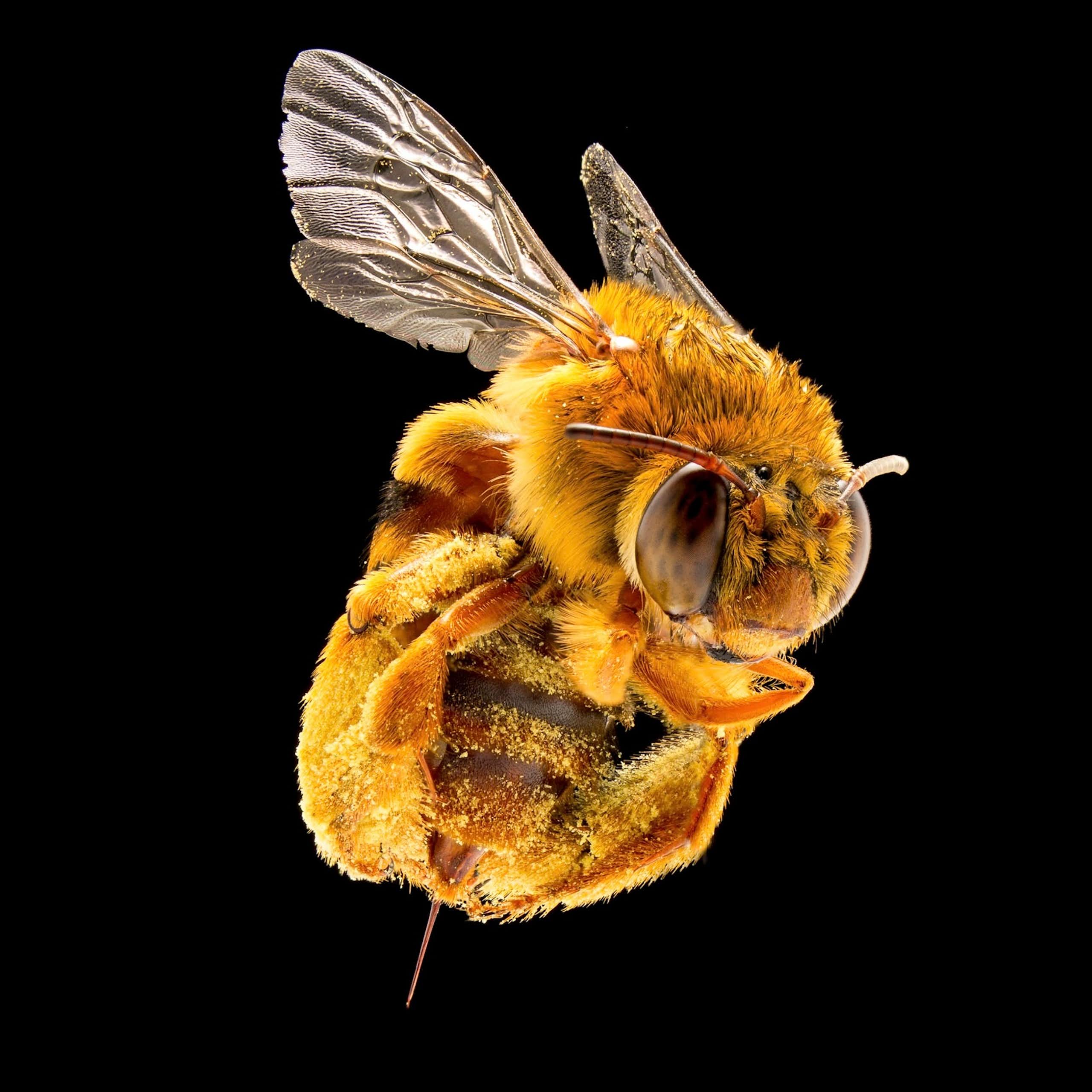 A photo of a furry-looking bee with a large stinger.