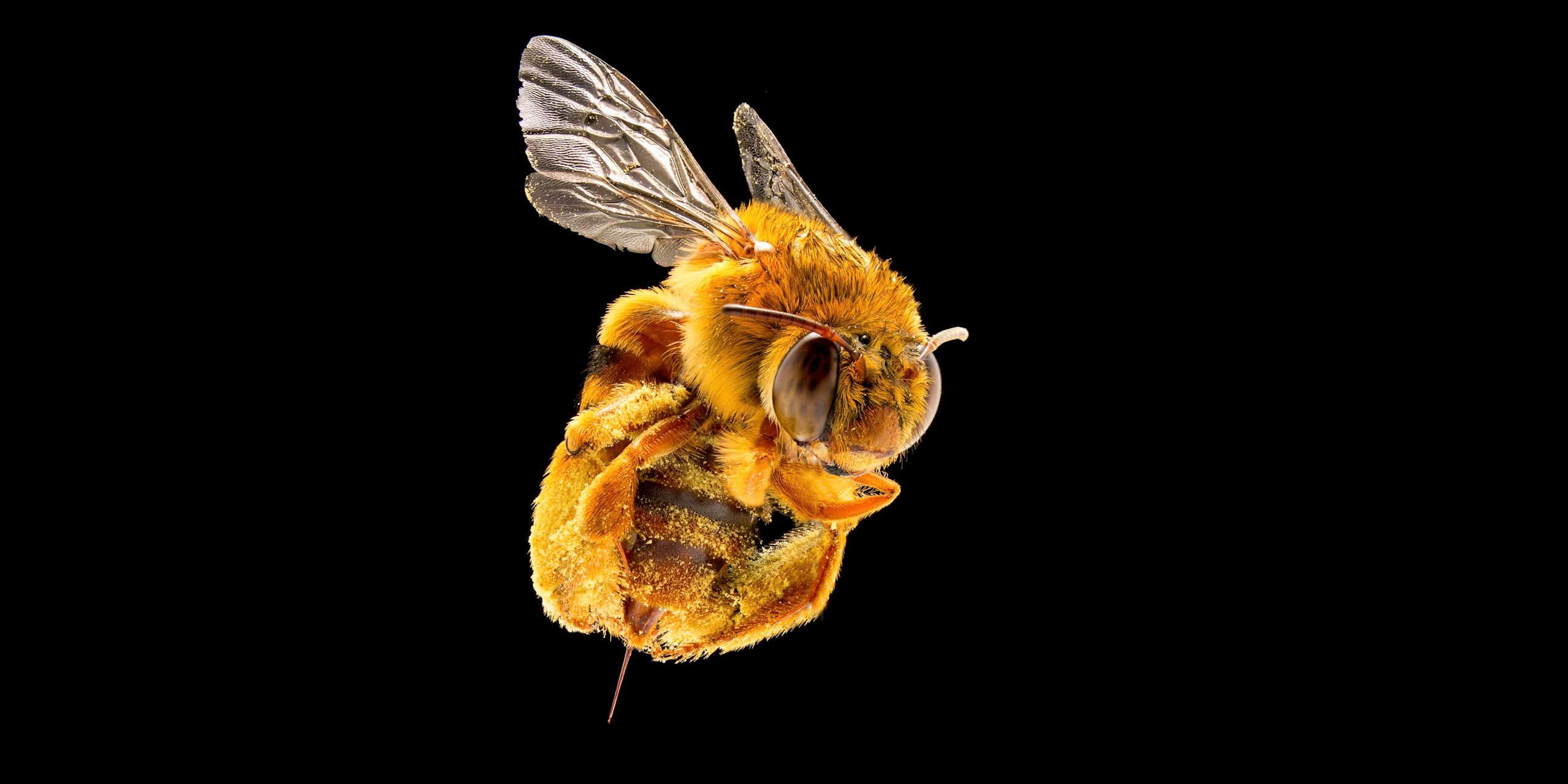 A photo of a furry-looking bee with a large stinger.