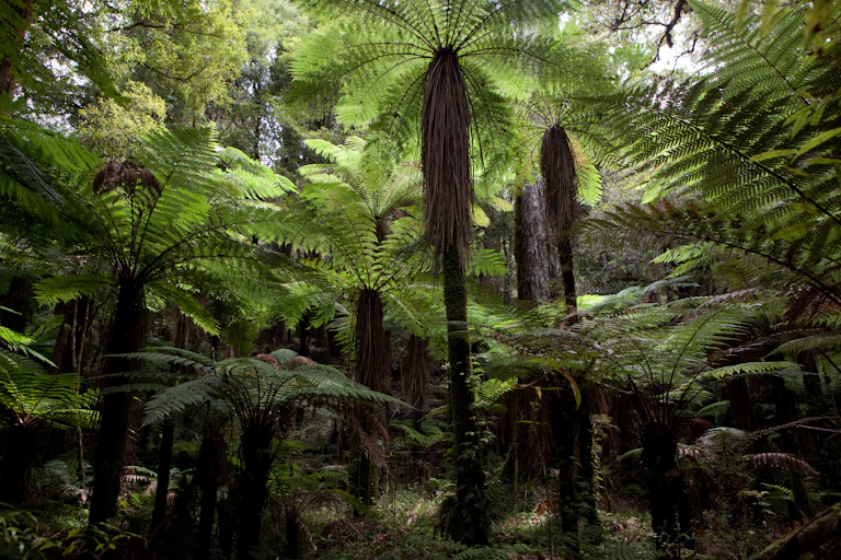Dense native forest