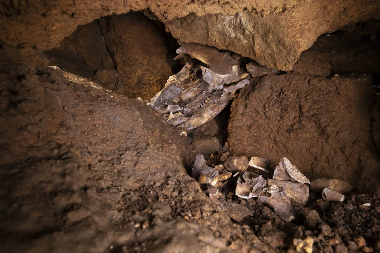 Close-up of bones and a skull sandwiched between brown rocks.