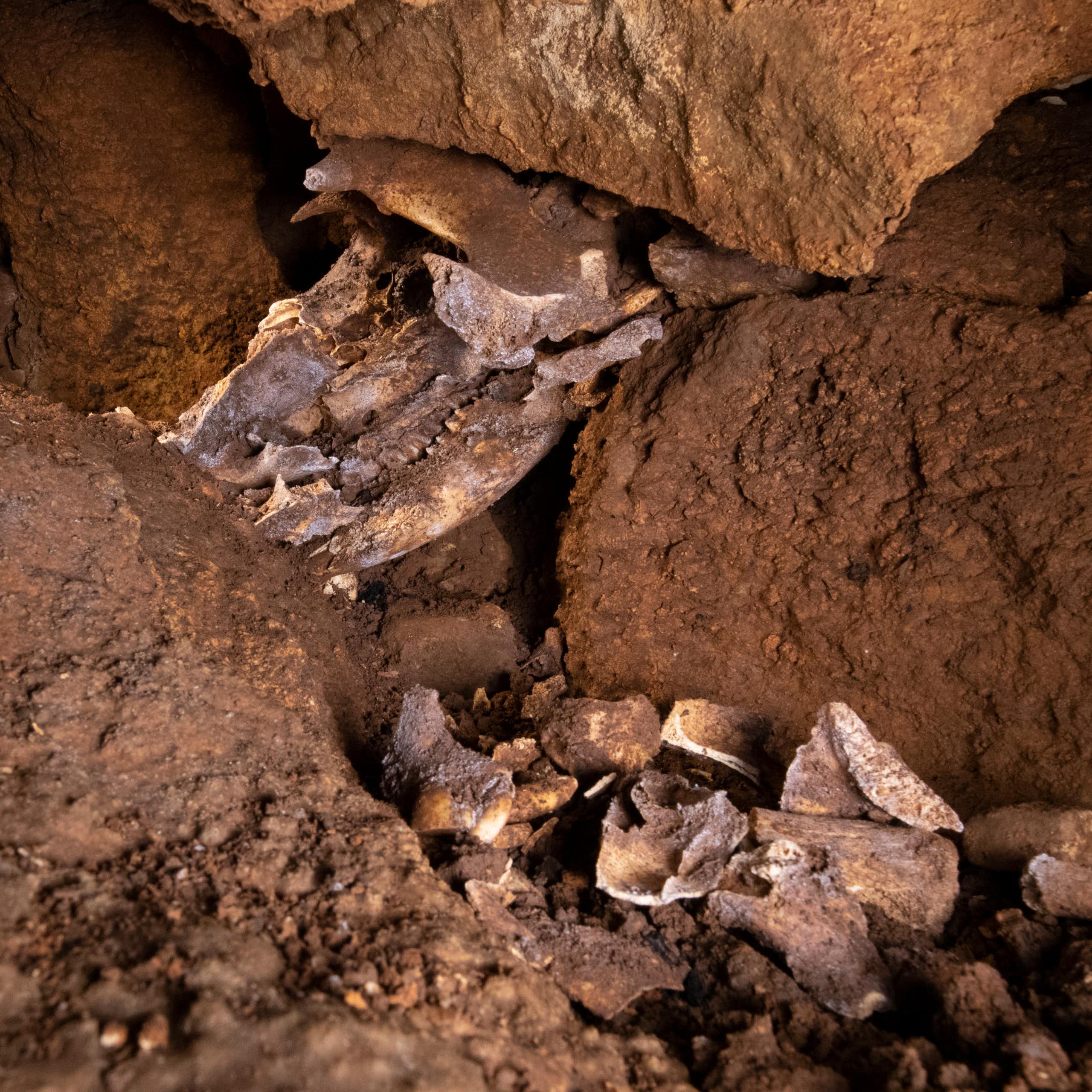 Close-up of bones and a skull sandwiched between brown rocks.