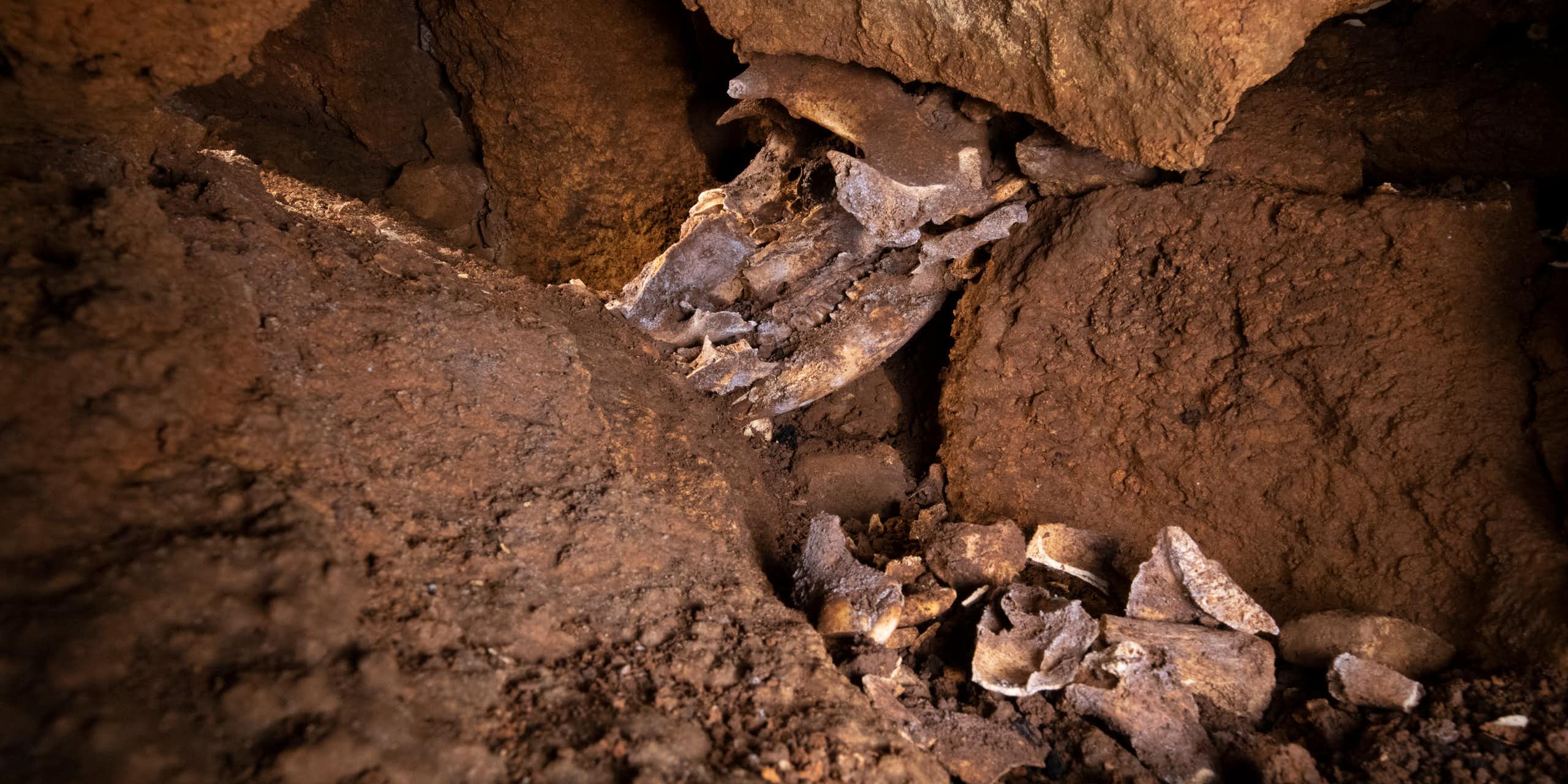 Close-up of bones and a skull sandwiched between brown rocks.
