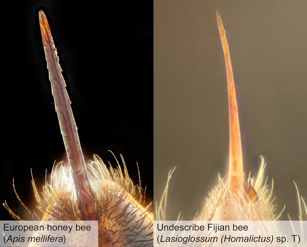 Most bees don’t die after stinging – and other surprising bee facts