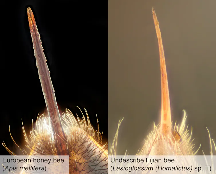 Photos showing close-up photos of a barbed and unbarbed bee stinger.