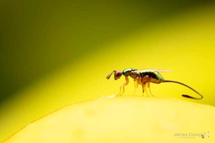 Photo of a black wasp laying an egg in a yellowish fig.