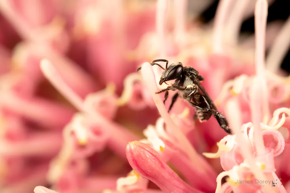 Bee Crawling Most bees don’t die after stinging – and other surprising bee facts ...