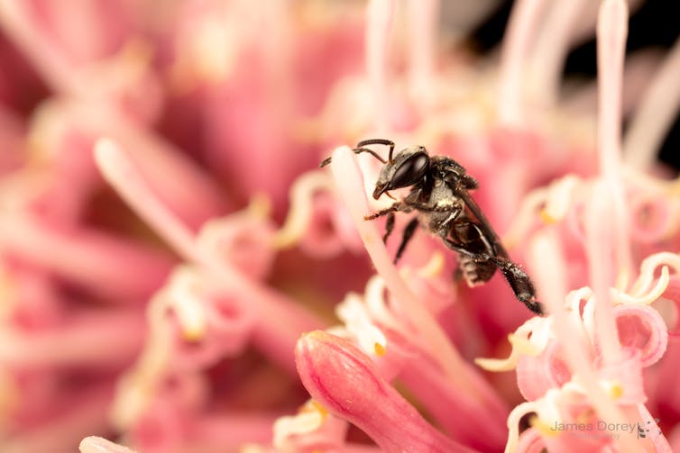 Photo of a small black bee crawling on a pink flower.