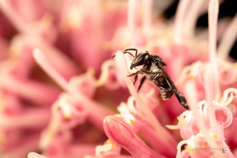 Photo of a small black bee crawling on a pink flower.
