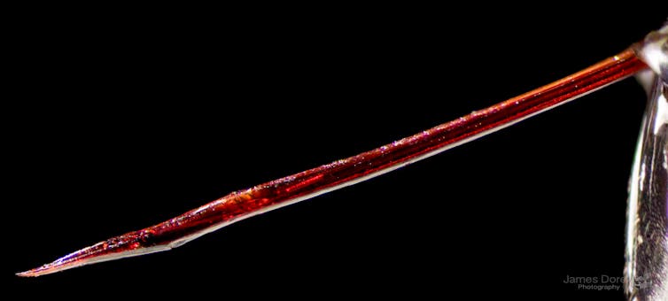 Microscope photo of a long, gleaming red tube with a sharp end.