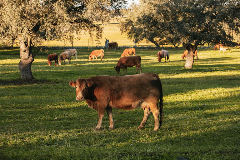 Vacas en una dehesa.