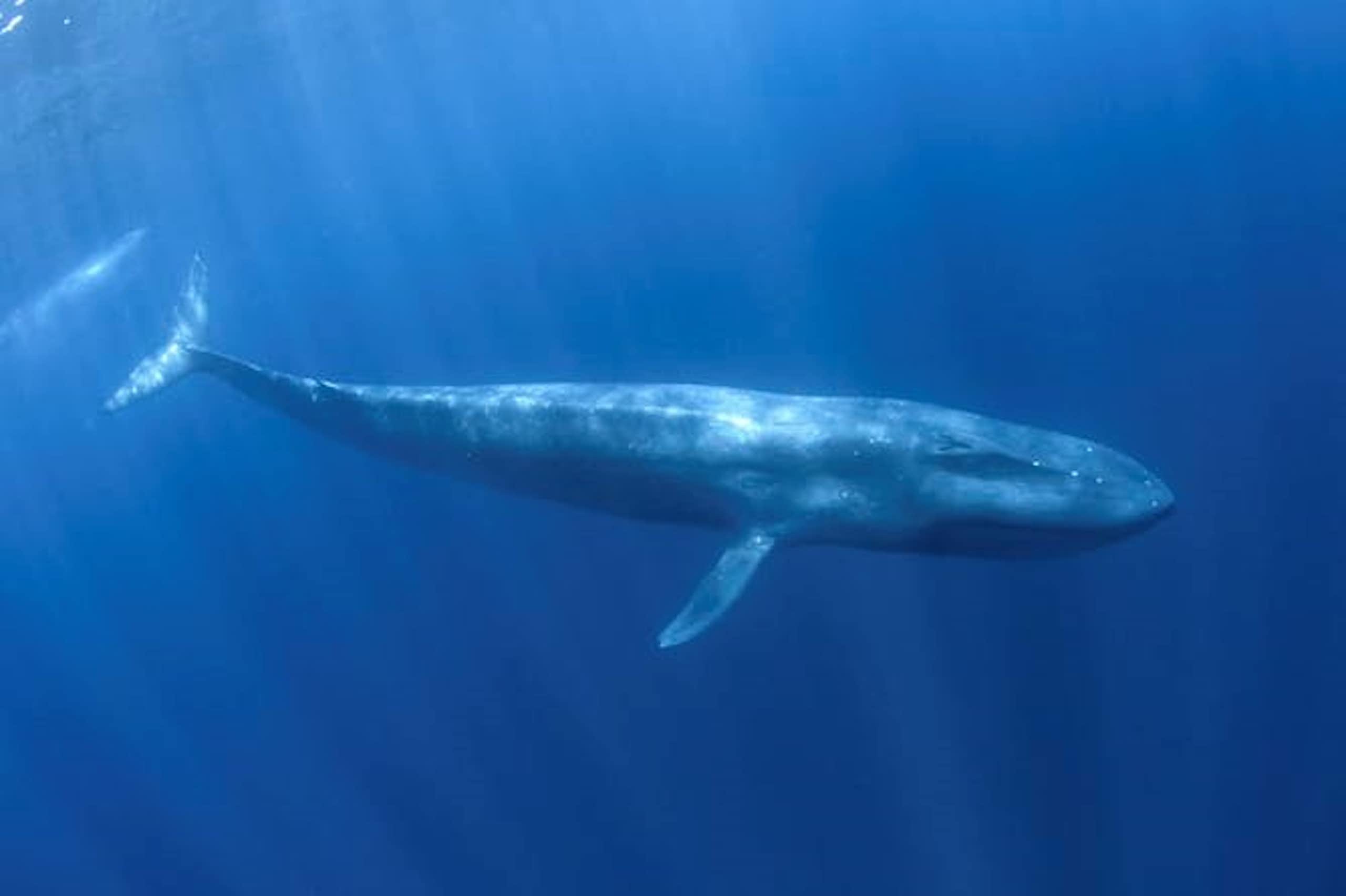 Photo d'une baleine solitaire