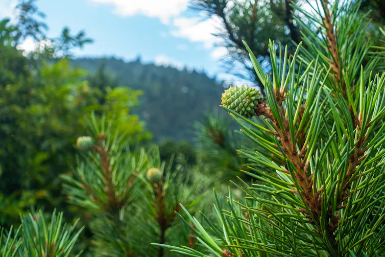 Fruit buds and a forest