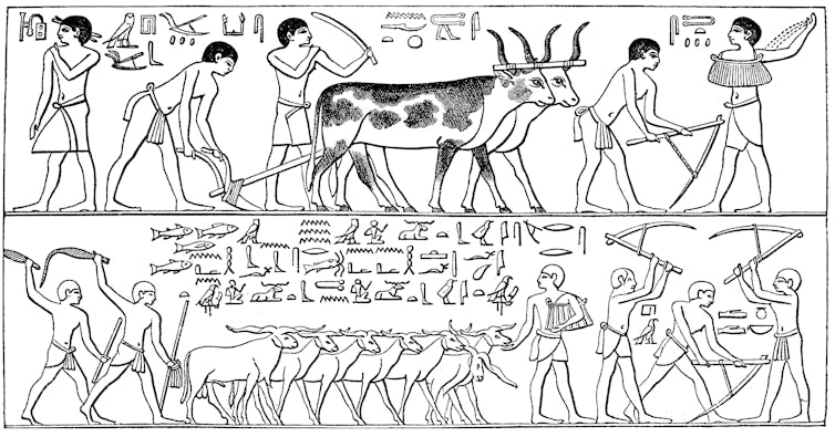 Illustration of an Egyptian grave engraving of farmers with domesticated animals