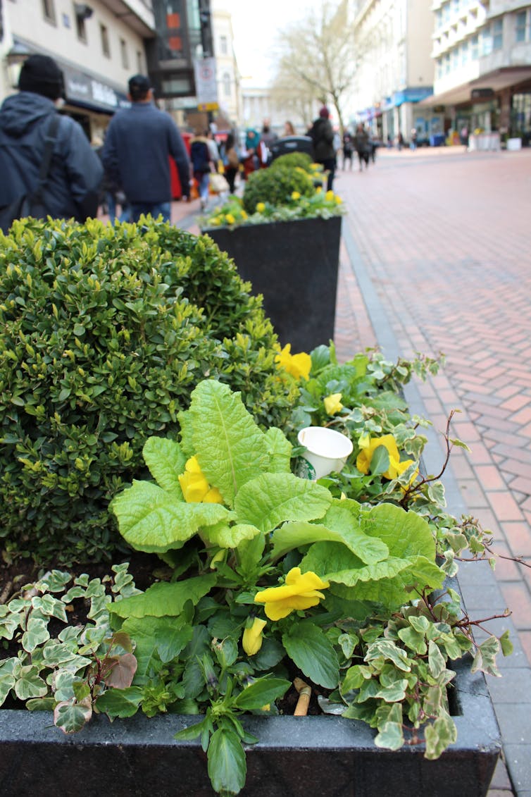 green flower bed in foreground with one white coffee cup amongst leaves, busy street out of focus in background to right of image
