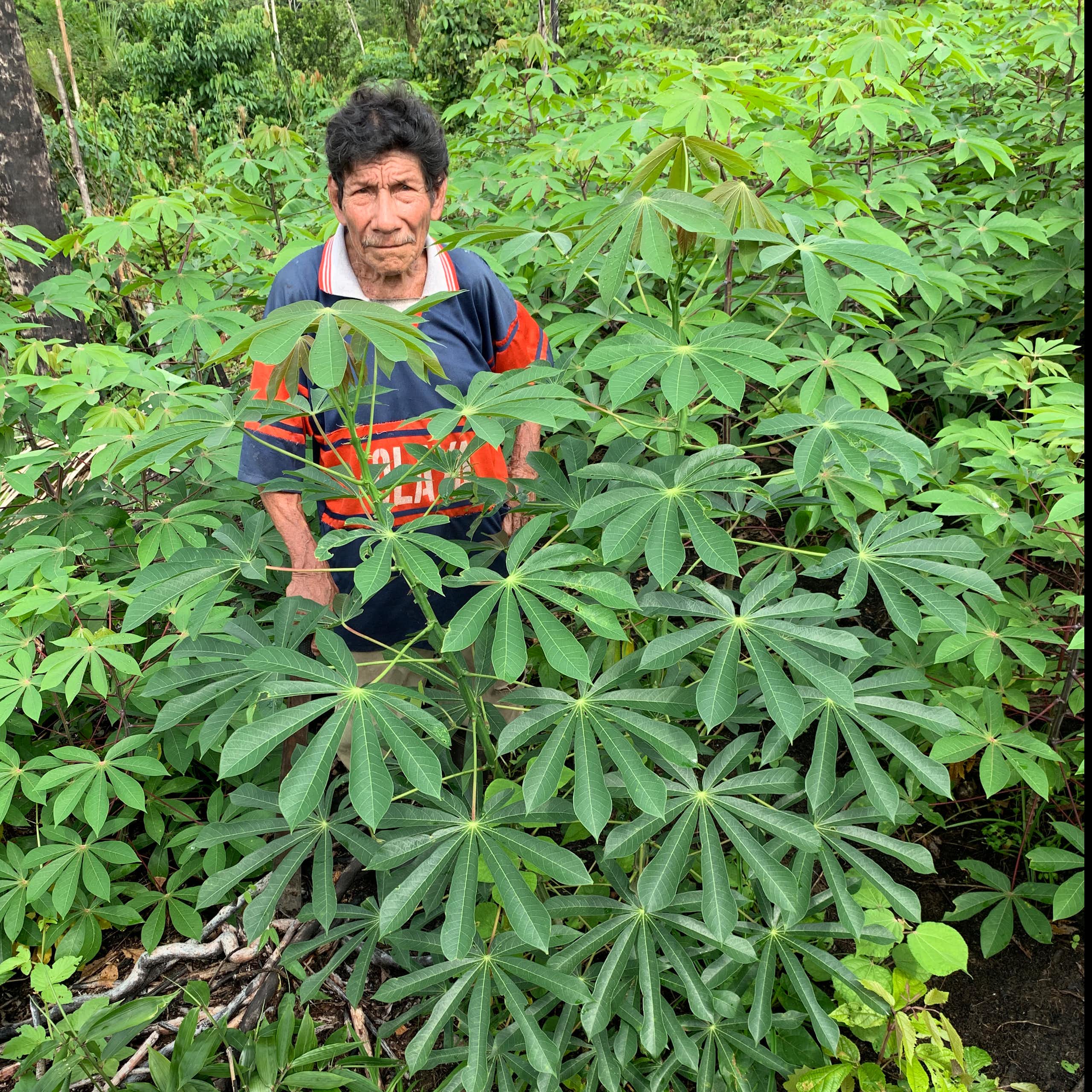 Cassava: The perilous past and promising future of a toxic but nourishing crop