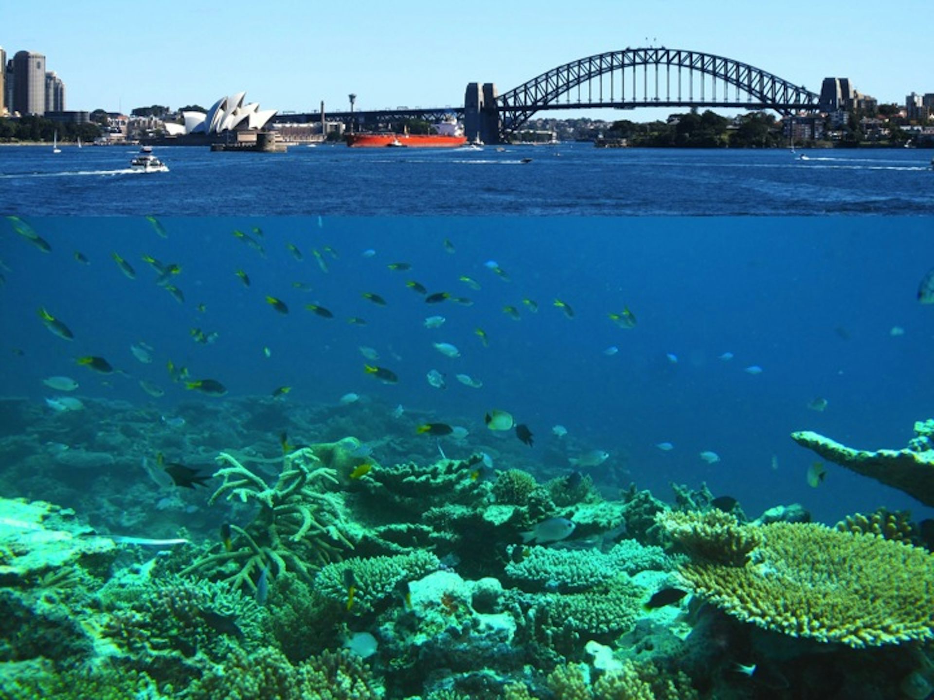 Sydney’s waters could be tropical in decades, here’s the bad news…