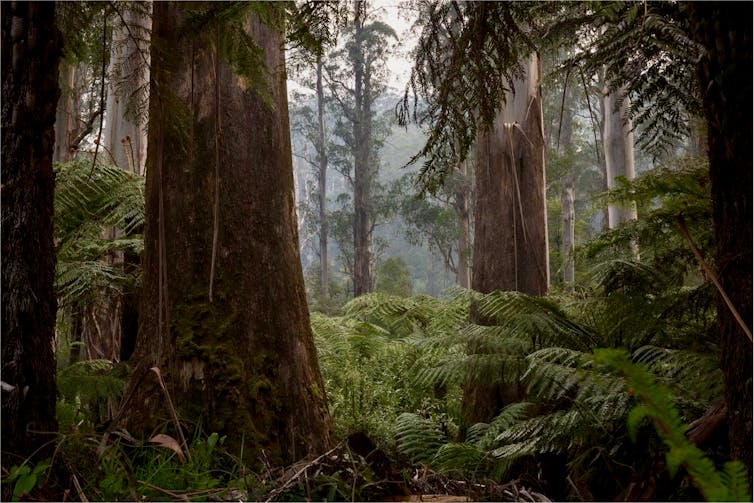 Dense tall eucalypt forest with an understorey of tree ferns