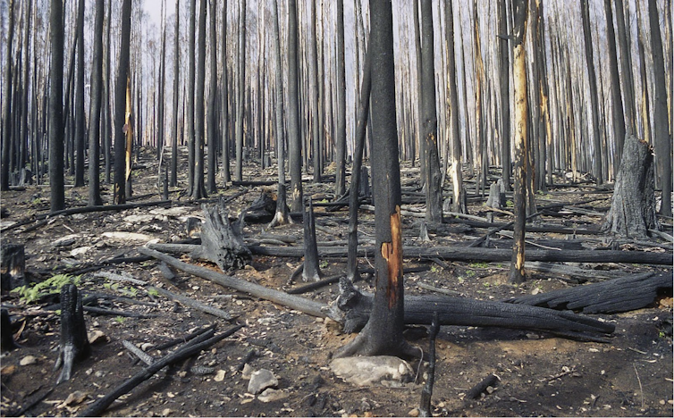 An alpine ash forest after bushfire