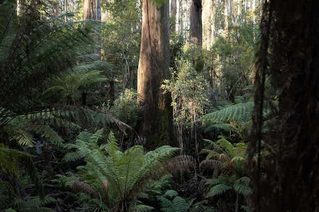 a dense understorey of vegetation in a tall wet eucalyptus forest