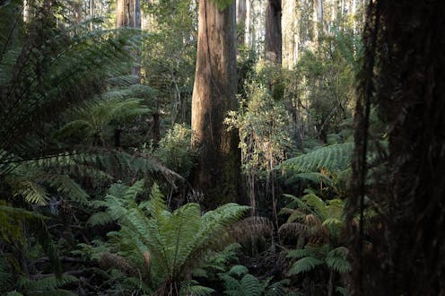 Our tall, wet forests were not open and park-like when colonists arrived – and we shouldn’t be burning them