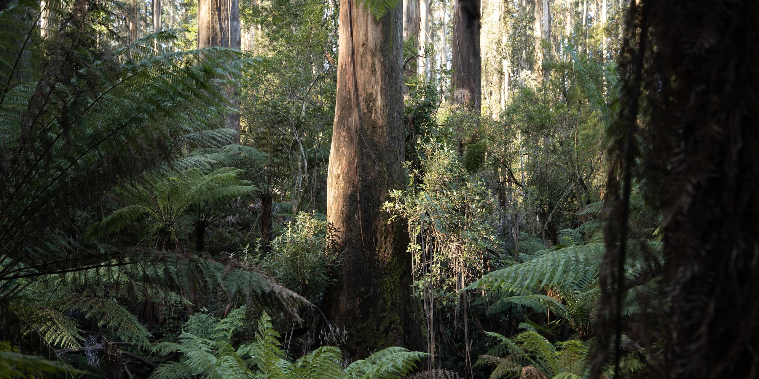 a dense understorey of vegetation in a tall wet eucalyptus forest