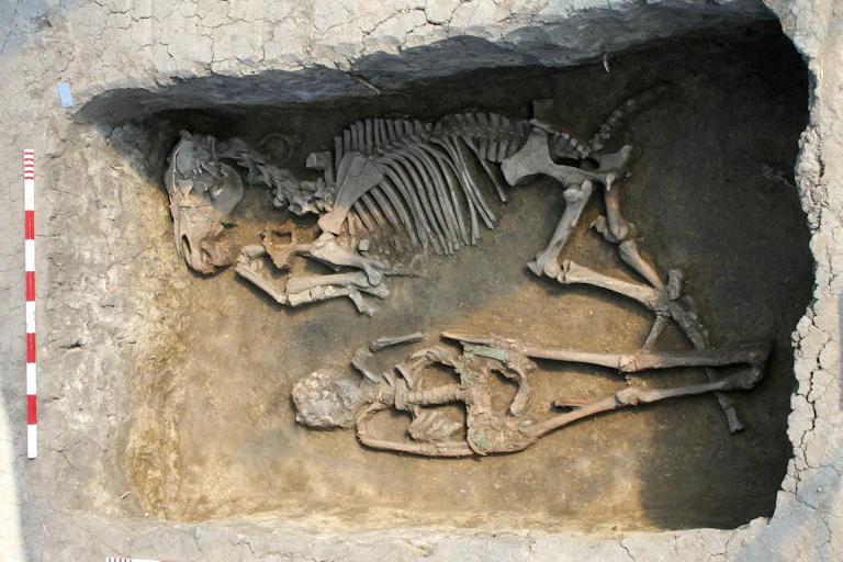 Photo of an excavated grave containing the skeletons of a person and a horse.