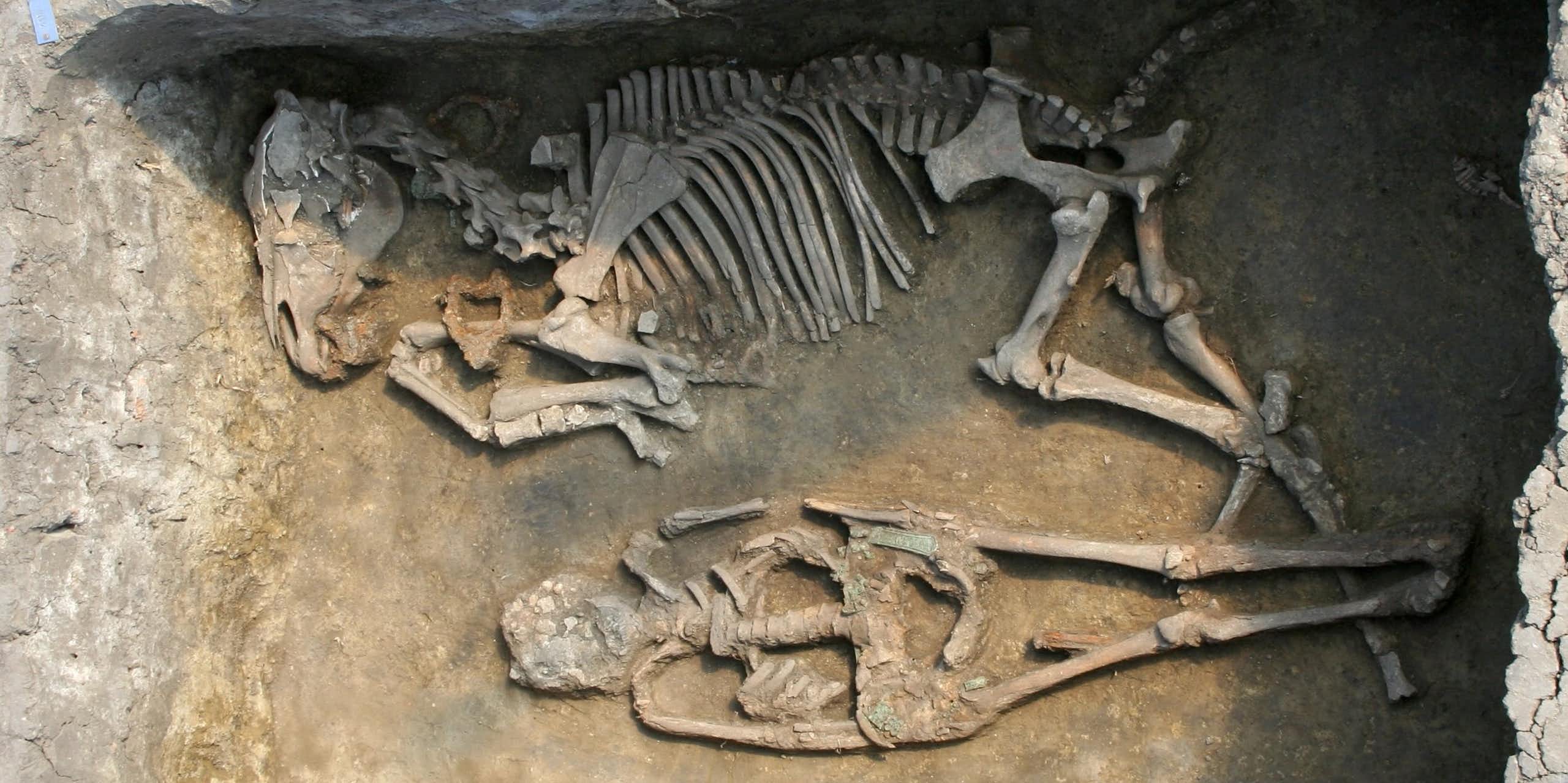 Photo of an excavated grave containing the skeletons of a person and a horse.