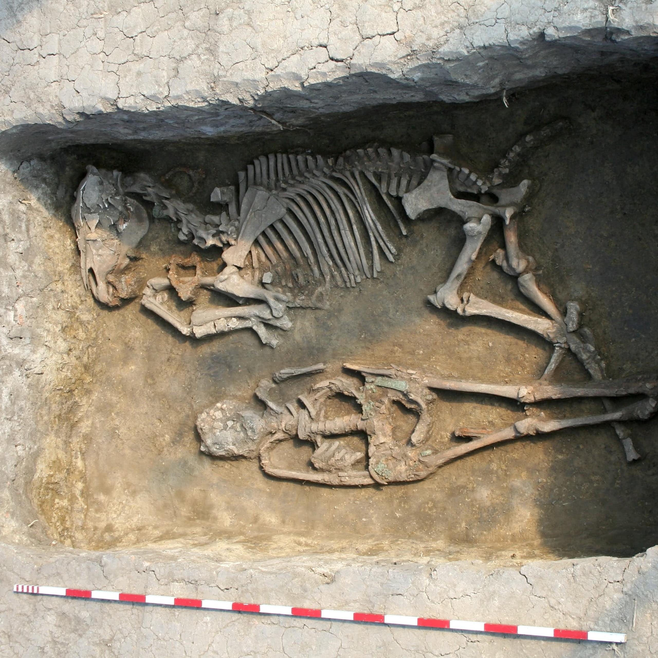 Photo of an excavated grave containing the skeletons of a person and a horse.