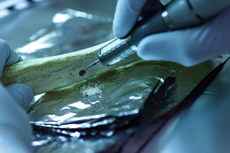 Photo of a person wearing gloves taking a small sample from a piece of bone.