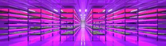 purple lit warehouse with long shelving units and green veg growing in rows indoors