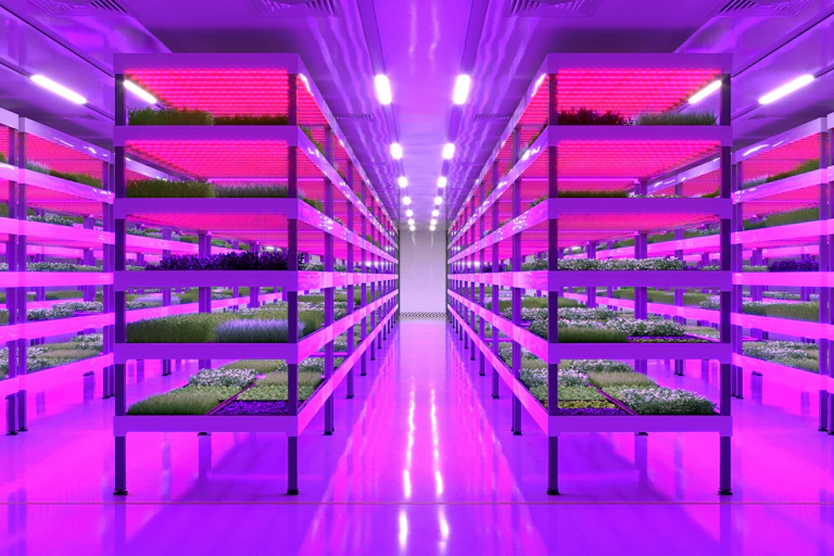 purple lit warehouse with long shelving units and green veg growing in rows indoors