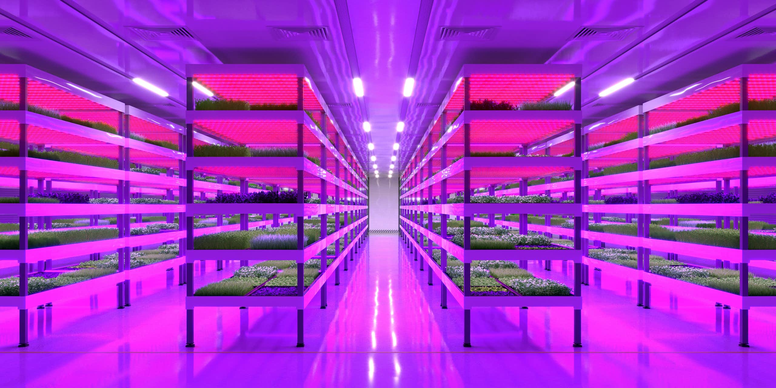purple lit warehouse with long shelving units and green veg growing in rows indoors