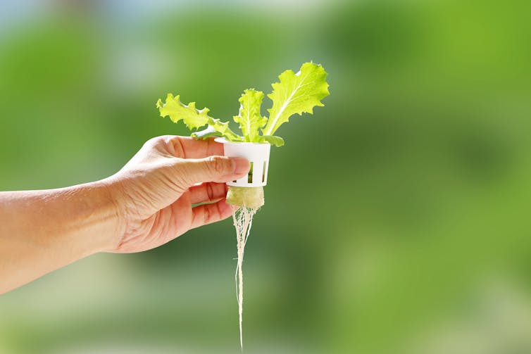 green blurry background, white man's hand holding small green plant with leaves and roots hanging down, no soil