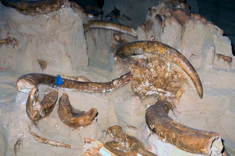 Mammoth fossils being unearthed.