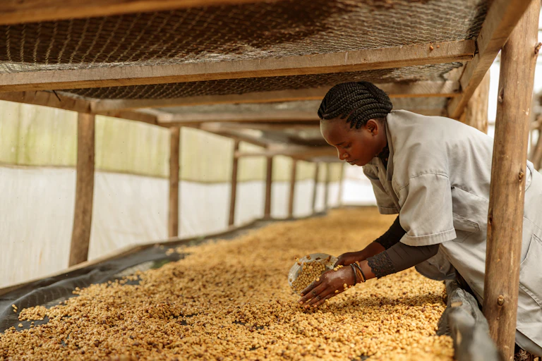 Woman working with coffee beans
