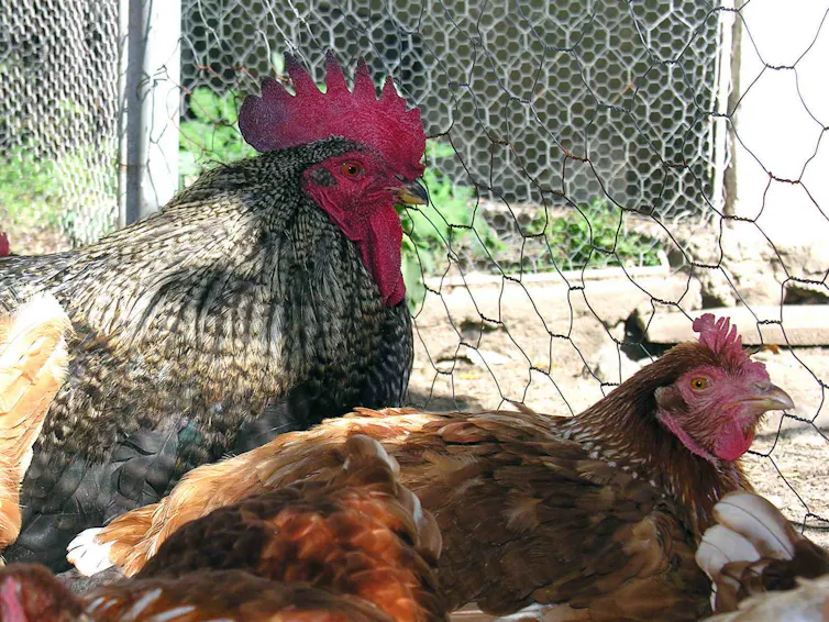 Um galo e uma galinha deitados.