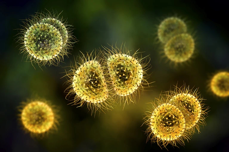 Meningitis bacteria illustration