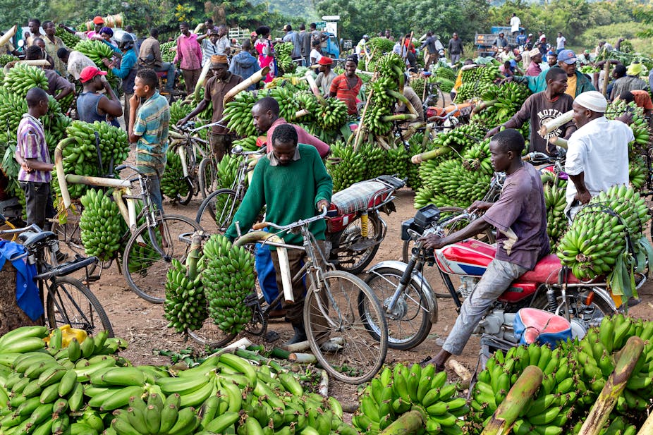 A picture of traders displaying bananas at Uganda's Kitwa market on 12 July 2019