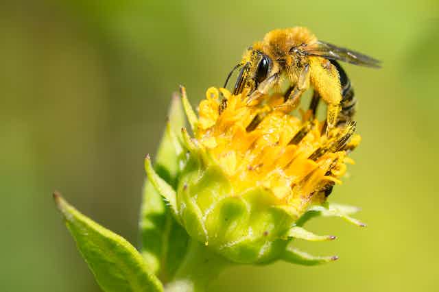 a bee on a small yellow flower