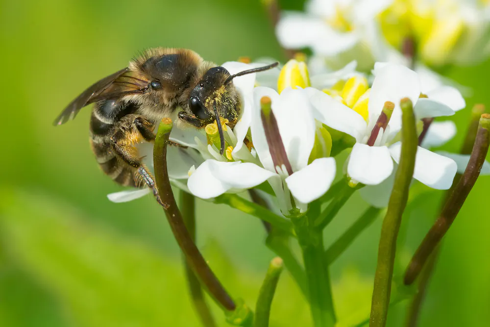 Bee Pathogens Wild bees are threatened by domestic bees, invasive species, pathogens ...