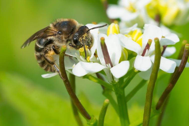 a bee on a small white flower