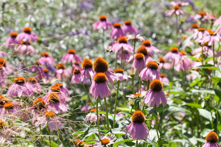 a bee hovering over a field of purple echinacea flowers