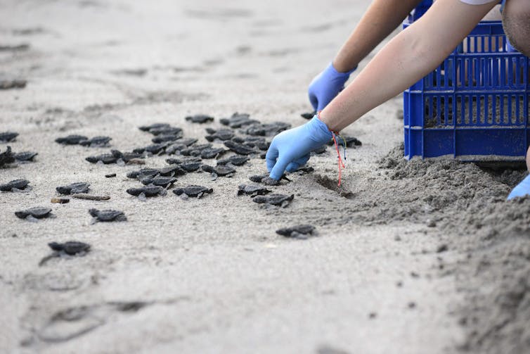 Gloved hands move baby sea turtles from a crate to the sand on a beach.